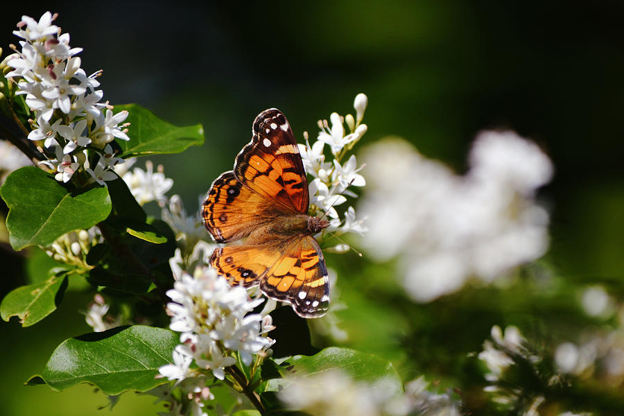 American Lady Butterfly On White Blossoms Photograph