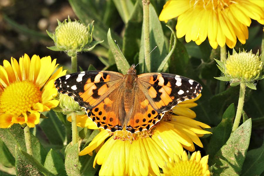 American Lady Butterfly on Yellow Gaillardia Photograph by Sheila Brown