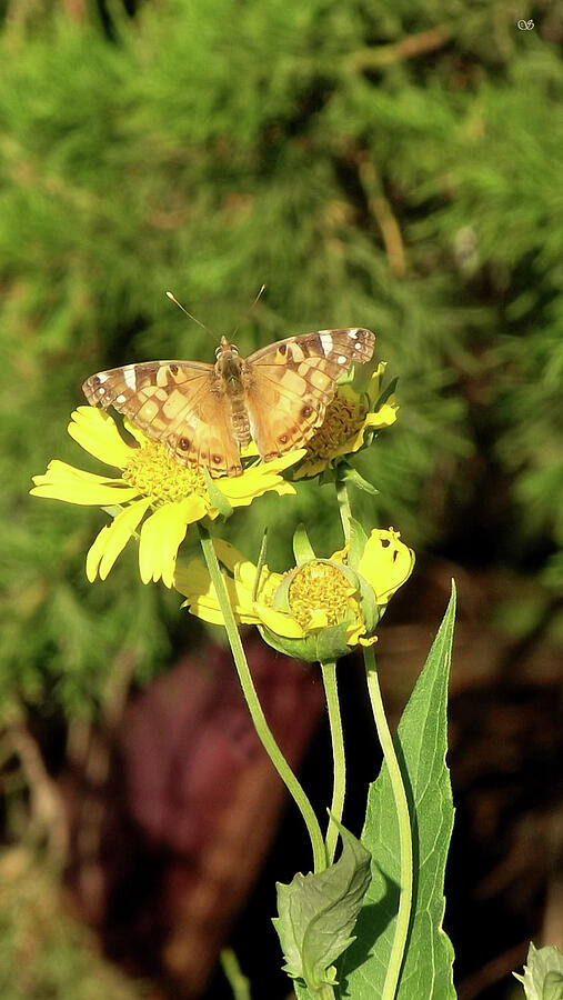 American Lady Butterfly on Yellow Wildflower  Photograph by Shelli Fitzpatrick