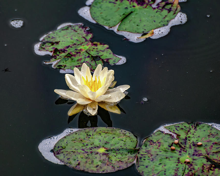 American lotus in a pond 2 Photograph by Flees Photos