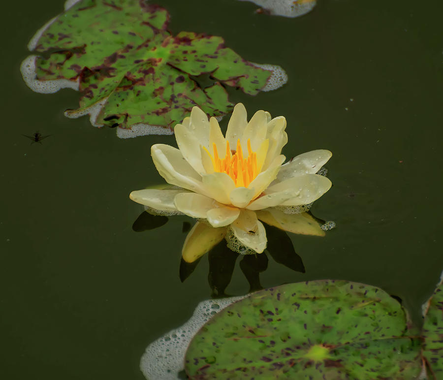 Flower Photograph - American lotus in a pond by Flees Photos