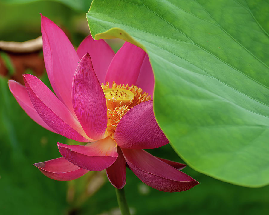 American lotus pink Photograph by Flees Photos