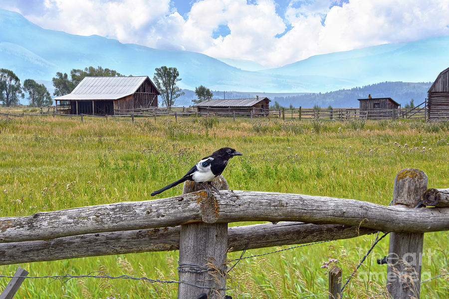 American Magpie on a Fence in Grand Teton National Park Photograph by Catherine Sherman