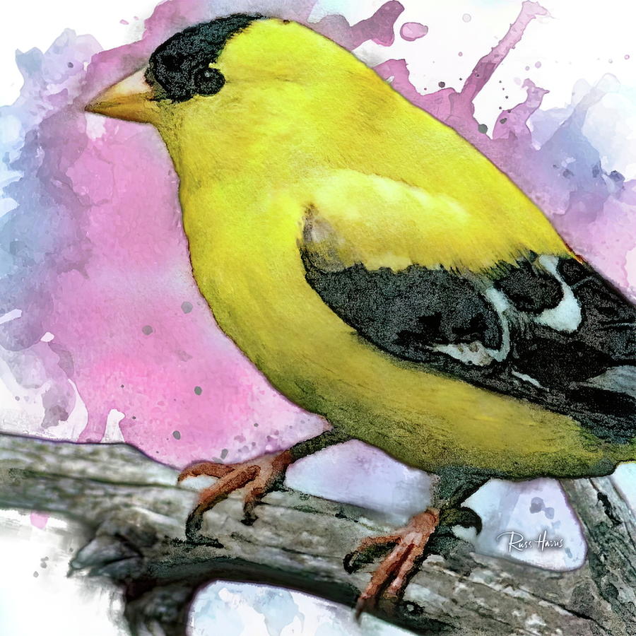 Original American Goldfinch Painting