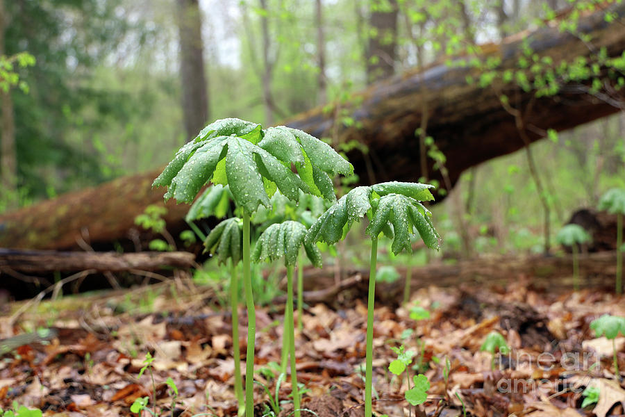 American Mandrake Comes Up From Forest Floor 0045 Photograph by Jack Schultz