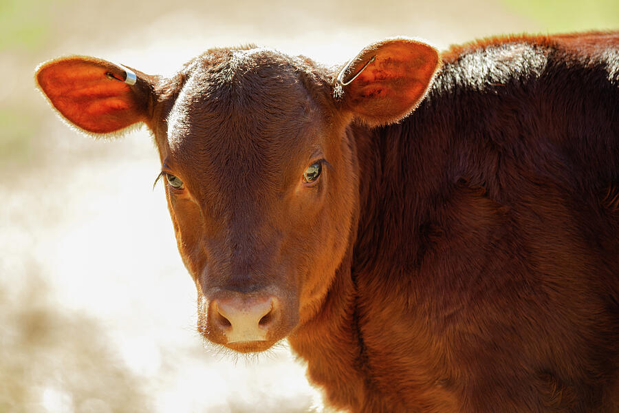 American Milking Devon Calf Portrait Photograph