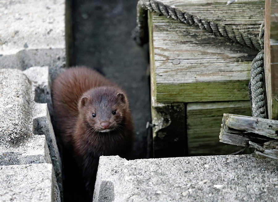 American Mink 51, Indiana Photograph by Steve Gass