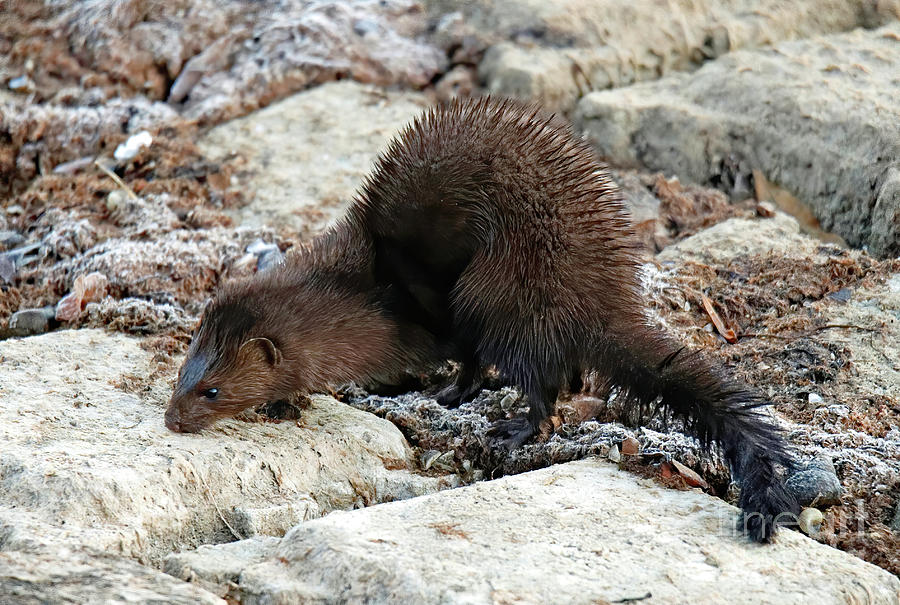 American Mink 55, Indiana Photograph by Steve Gass - Fine Art America