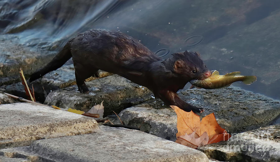 American Mink 573, Indiana Photograph by Steve Gass - Fine Art America