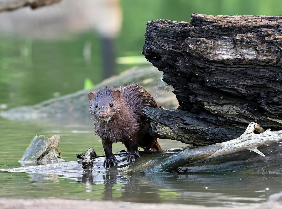 American Mink 592, Indiana Photograph by Steve Gass - Fine Art America