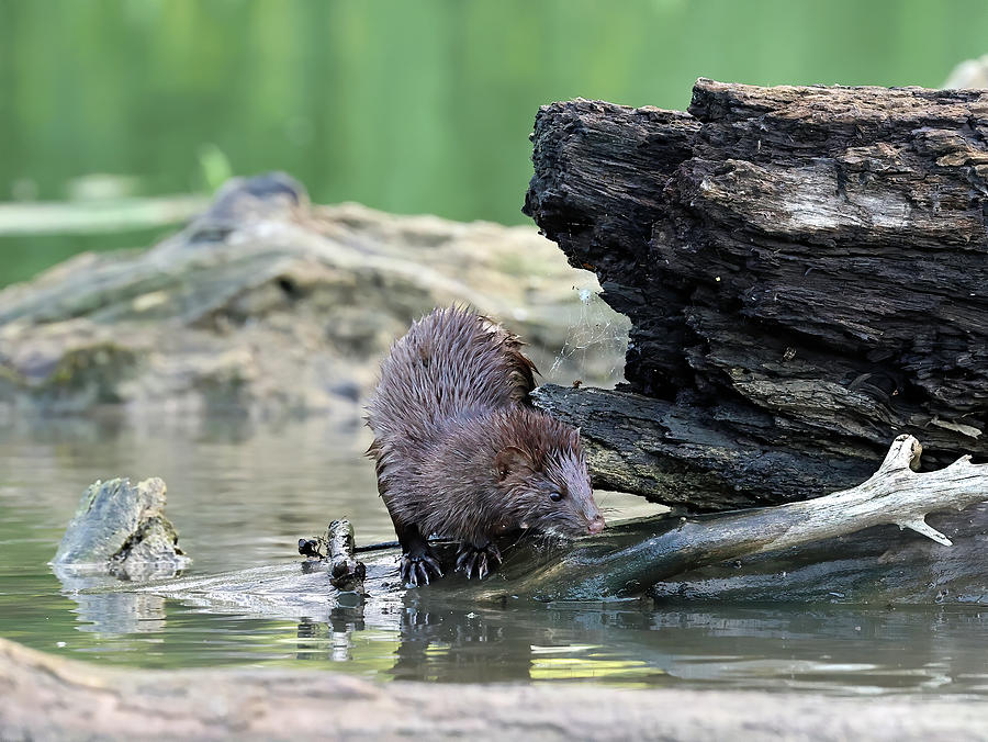 American Mink 599, Indiana Photograph by Steve Gass - Fine Art America