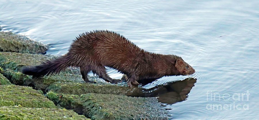 American Mink 82, Indiana Photograph by Steve Gass - Fine Art America