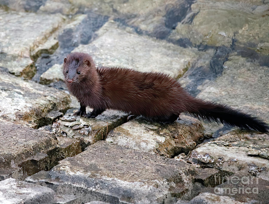 American Mink 83, Indiana Photograph by Steve Gass - Pixels