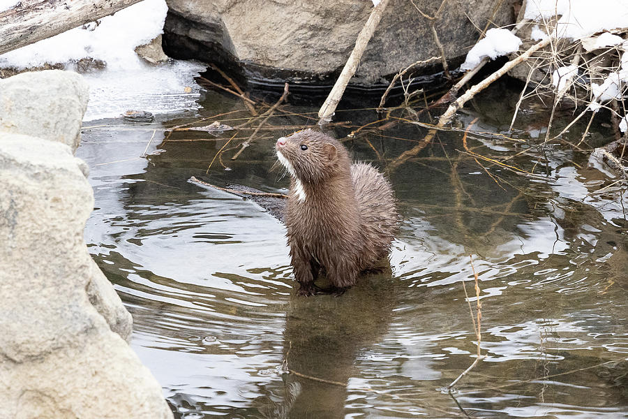 American Mink Investigates its Surroundings Photograph by Tony Hake