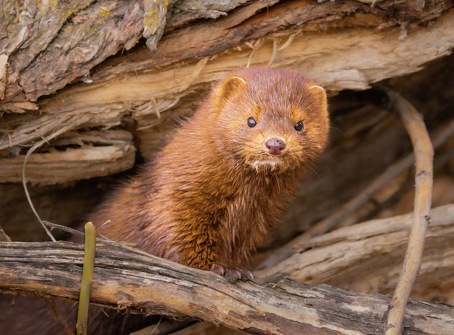 American Mink Photograph by Mark Mille