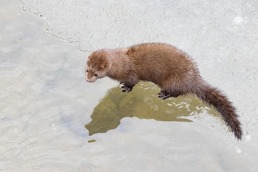 American Mink on Ice Photograph by Tony Hake