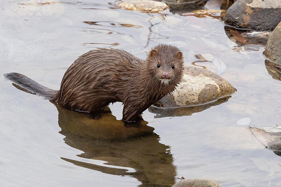 American Mink Stands in a Creek Photograph by Tony Hake