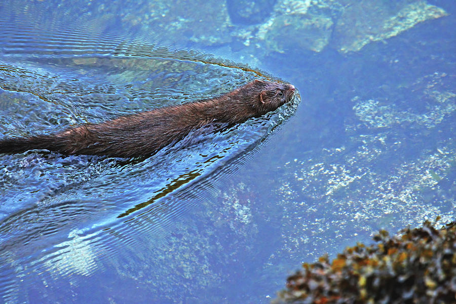 American Mink Swimming Digital Art by Peggy Collins
