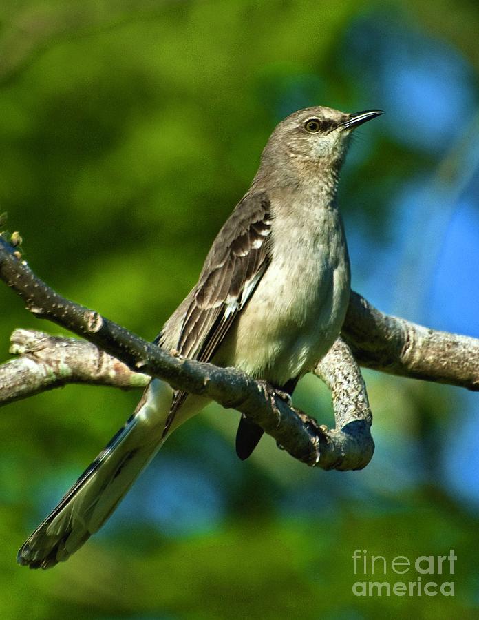 American Mockingbird Photograph by Edward Printz - Fine Art America