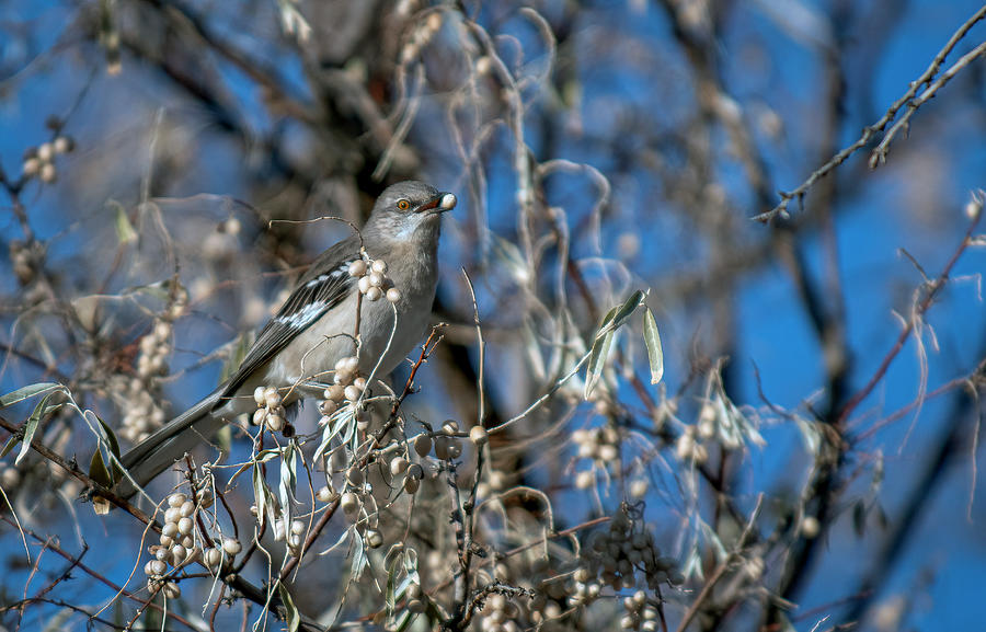 American Mockingbird Photograph by Rick Mosher