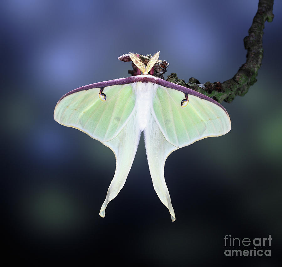 American Moon Moth Photograph by Warren Photographic