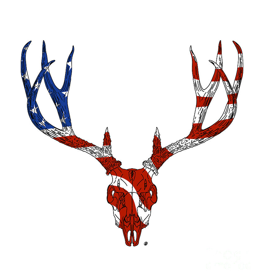 American Mule Deer Digital Art by David Burgess
