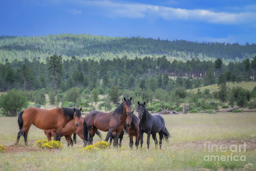 American Mustangs in the Meadow Photograph by Lisa Manifold