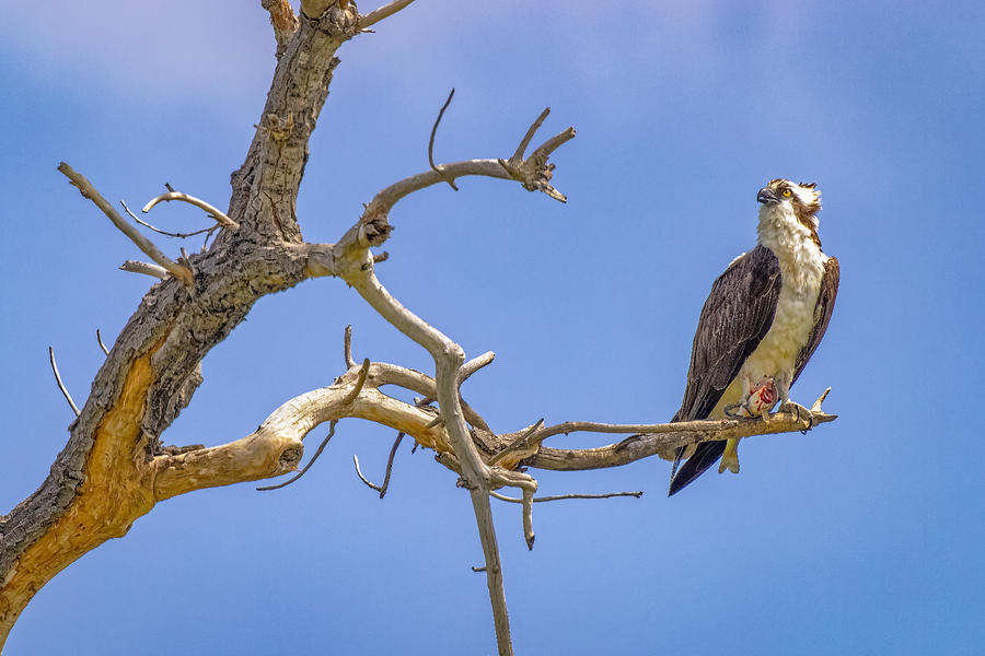 American Osprey with fish Photograph by Fred J Lord