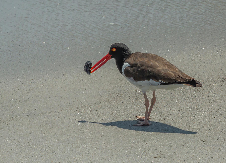 American Oyster Catcher Photograph by Cate Franklyn