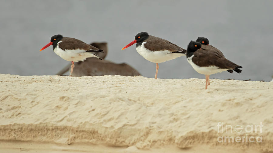 American Oyster Catchers by Banyan Ranch Studios American Oyster Catchers by Banyan Ranch Studios