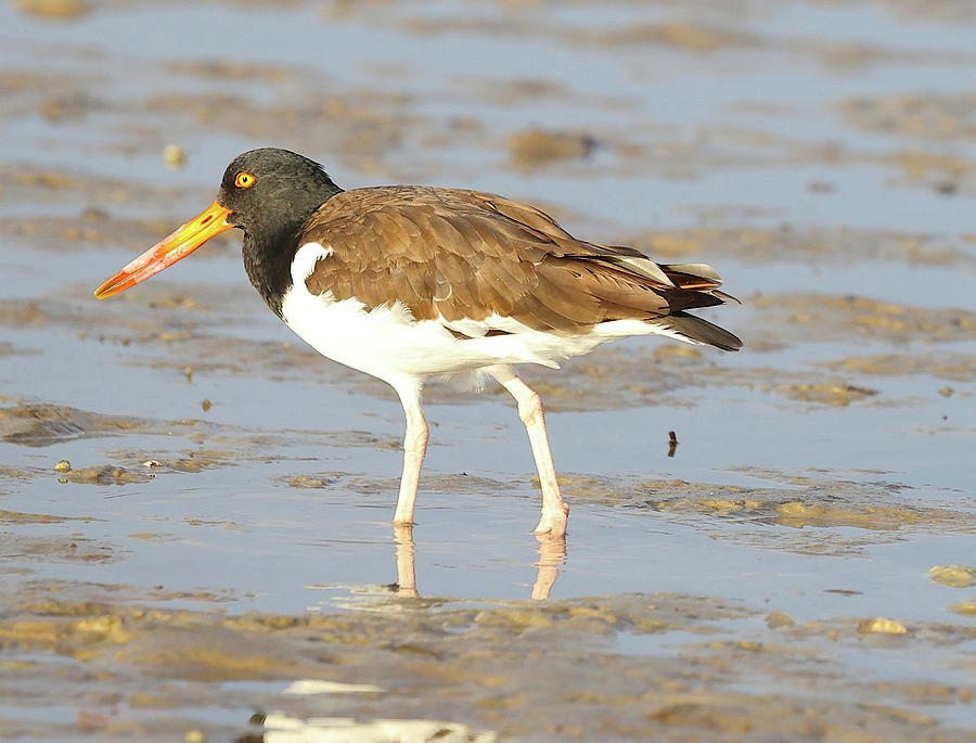 American Oystercatcher 2 Photograph by Mingming Jiang