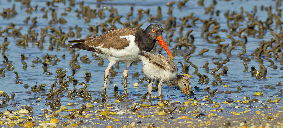 Bird Photograph - American Oystercatcher And Her Chick by Morris Finkelstein