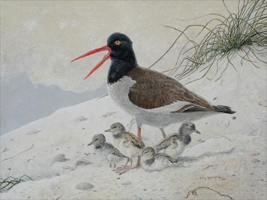 American Oystercatcher Painting by Barry Kent MacKay