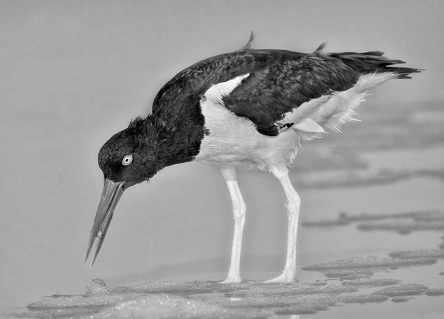 American Oystercatcher BW Photograph by Susan Candelario