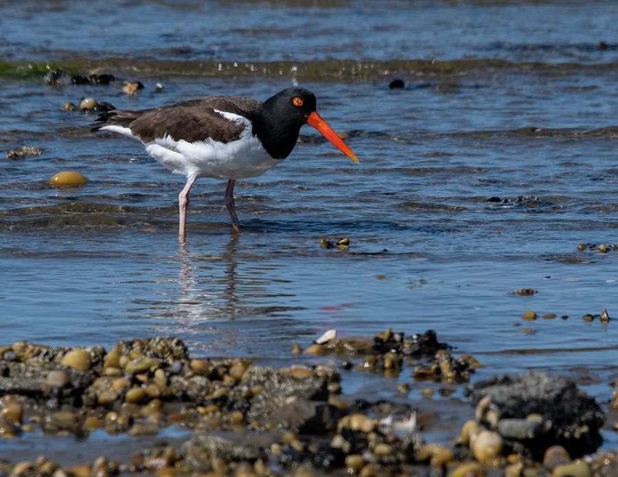Shore Photograph - American Oystercatcher by Cathy Kovarik Shore Photograph - American Oystercatcher by Cathy Kovarik