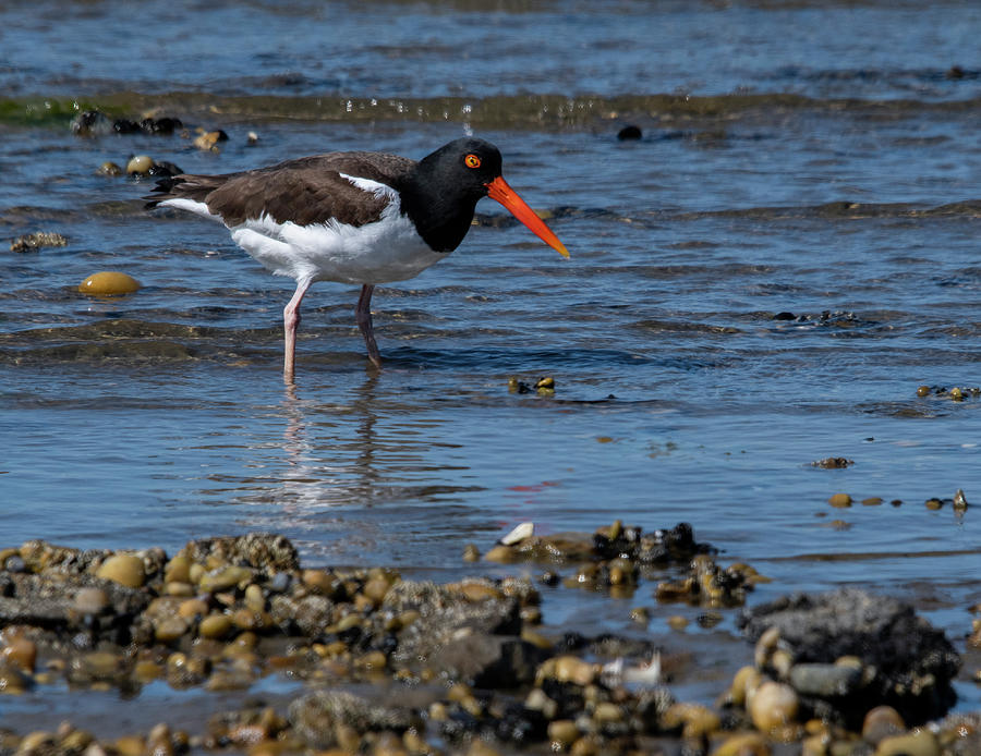 American Oystercatcher Photograph