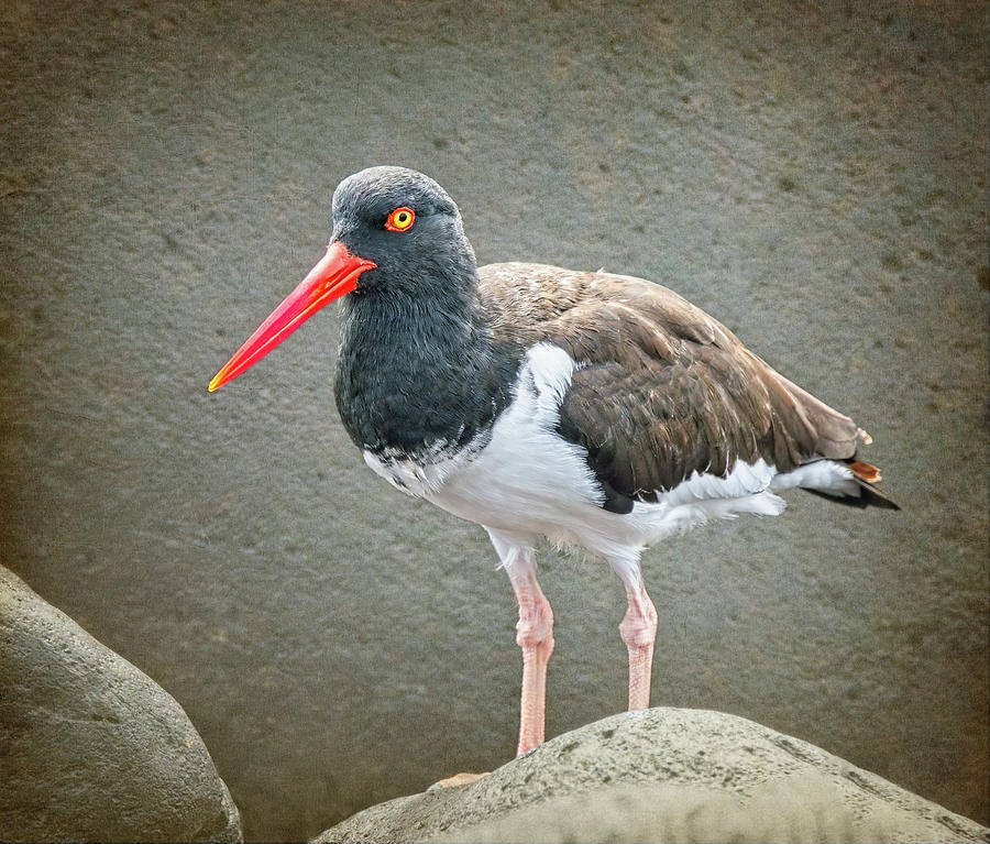 American Oystercatcher in the Galapagos Photograph by Joan Carroll