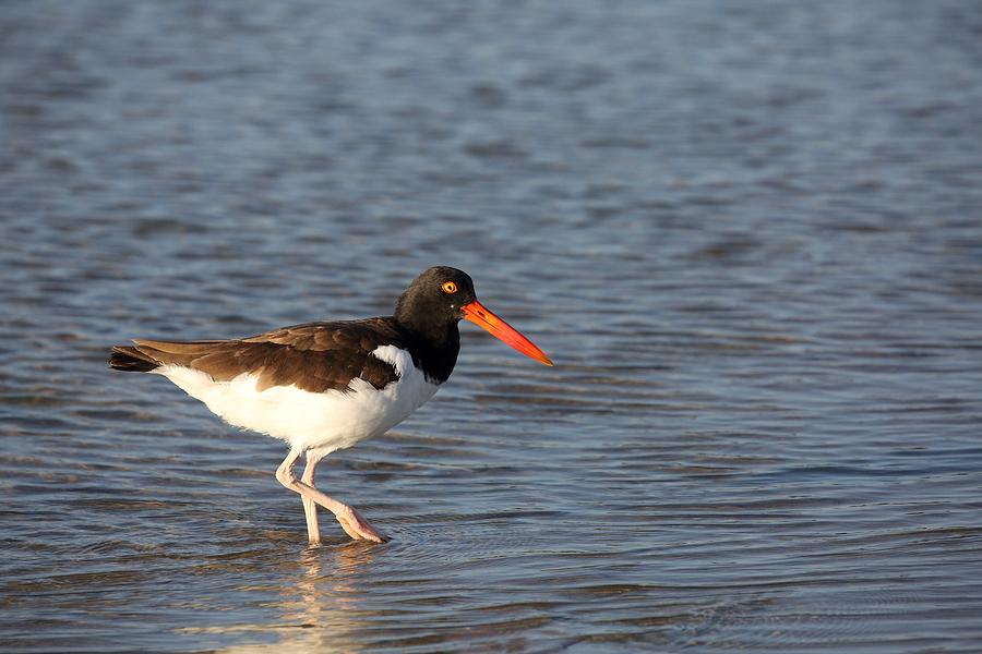 American Oystercatcher Photograph by Mingming Jiang