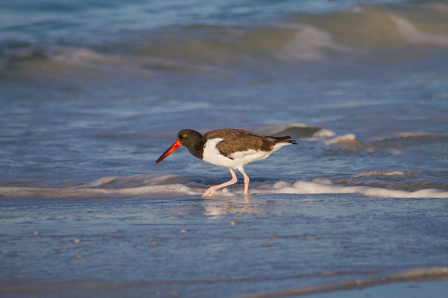 American Oystercatcher Photograph by Nautical Chartworks