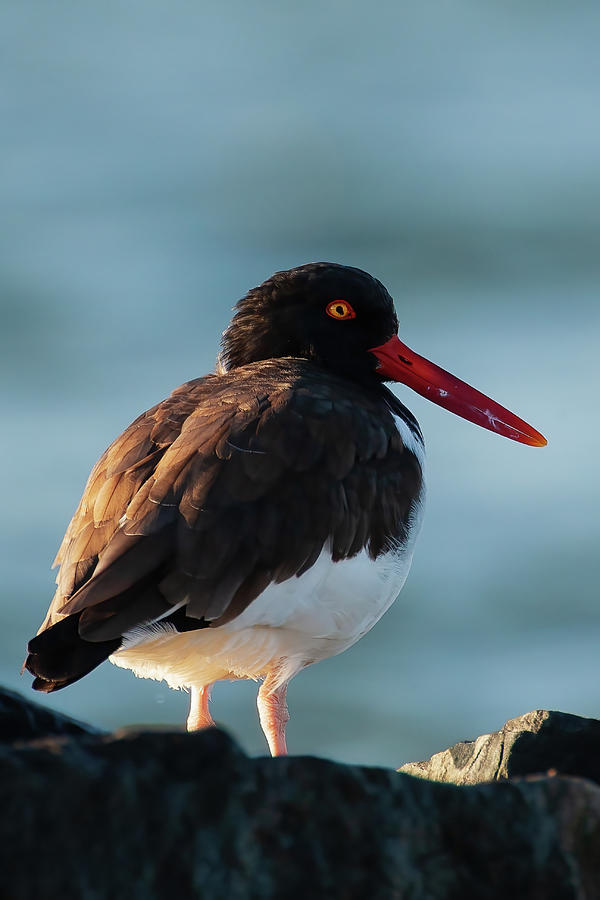 American Oystercatcher Side Profile Photograph