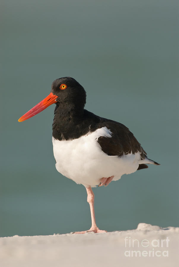 American Oystercatcher Photograph by Steve Gettle