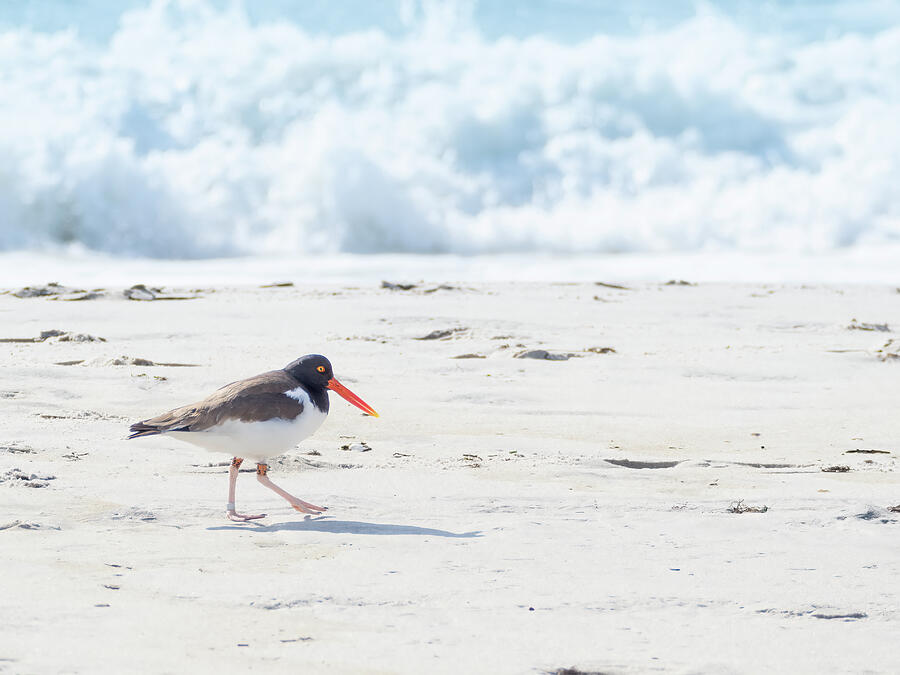 American Oystercatcher Strolling Along the Shore Barnegat Light New Jersey Photograph by Kristia Adams American Oystercatcher Strolling Along the Shore Barnegat Light New Jersey Photograph by Kristia Adams