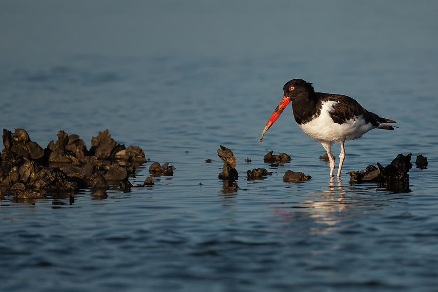 American Oystercatcher With Oyster Photograph