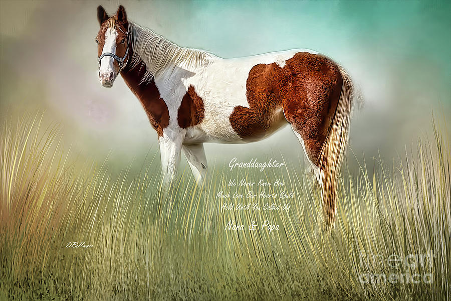 American Paint Horse With Message  Photograph by DB Hayes