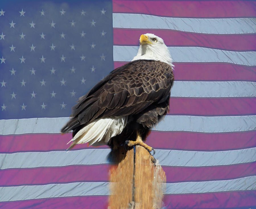 American Patriot Freedom Bald Eagle USA  Photograph by James BO Insogna