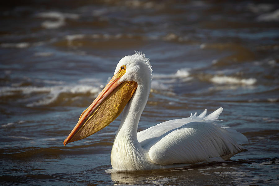 American Pelican  Photograph by Jordan Hill