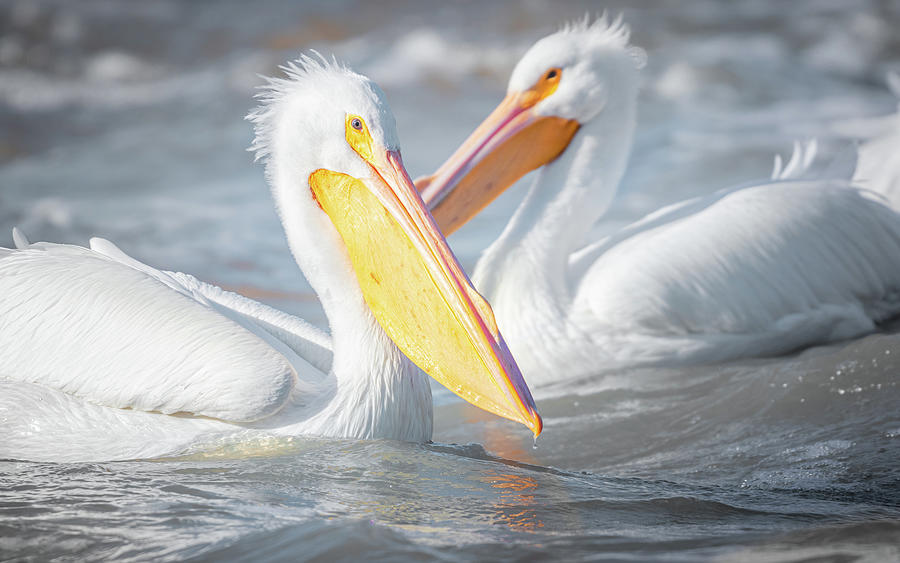 A Pair Of American White Pelicans  Photograph by Jordan Hill