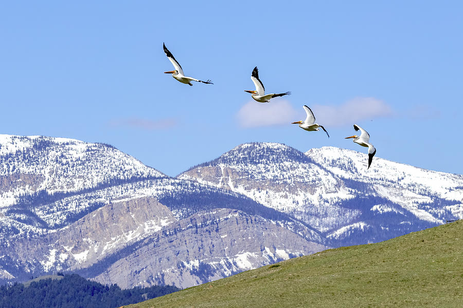 American Pelicans over the Rocky Mountain Front Photograph by Jack Bell