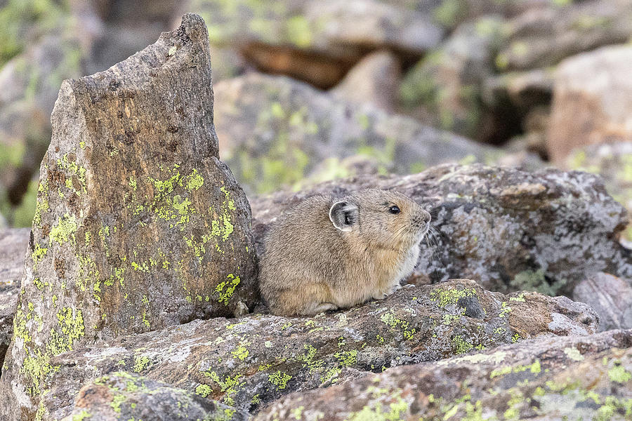 American Pika Waiting for Winter Photograph by Tony Hake