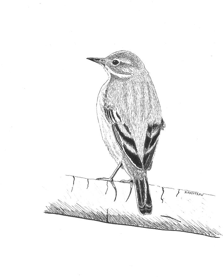 American Pipit Drawing by John Rakestraw - Fine Art America